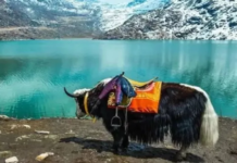 लद्दाख से Good News! नुब्रा घाटी में 20% बढ़ी याकों की संख्या, संरक्षण और स्थानीय आजीविका को मिलेगा बड़ा सहारा