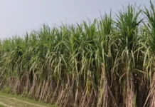 यूपी के गन्ना किसानों के लिए बड़ी सुविधा, पेराई सत्र से पहले ऑनलाइन मिलेगा पूरा कैलेंडर