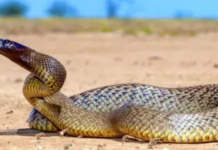 बारिश में बढ़ा Snake Bite का खतरा, 24 घंटे में 18 सर्पदंश और 2 बिच्छू के डंक के मरीज अस्पताल पहुंचे