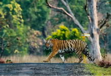 बांधवगढ़-अचानकमार टाइगर कॉरिडोर के पास तीसरे कोयला ब्लॉक को मिली पर्यावरण मंजूरी