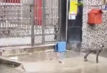स्वास्थ्य विभाग की बड़ी लापरवाही? हापुड़ में गंदगी और पानी के बीच लावारिस मिला वैक्सीन बॉक्स, तस्वीर वायरल