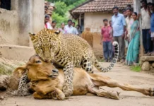 घरों के बीच पहुंचा तेंदुआ, सड़क पर बछड़े का शिकार; ग्रामीणों में दहशत